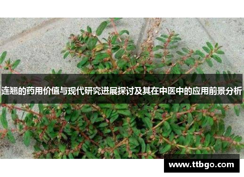 连翘的药用价值与现代研究进展探讨及其在中医中的应用前景分析